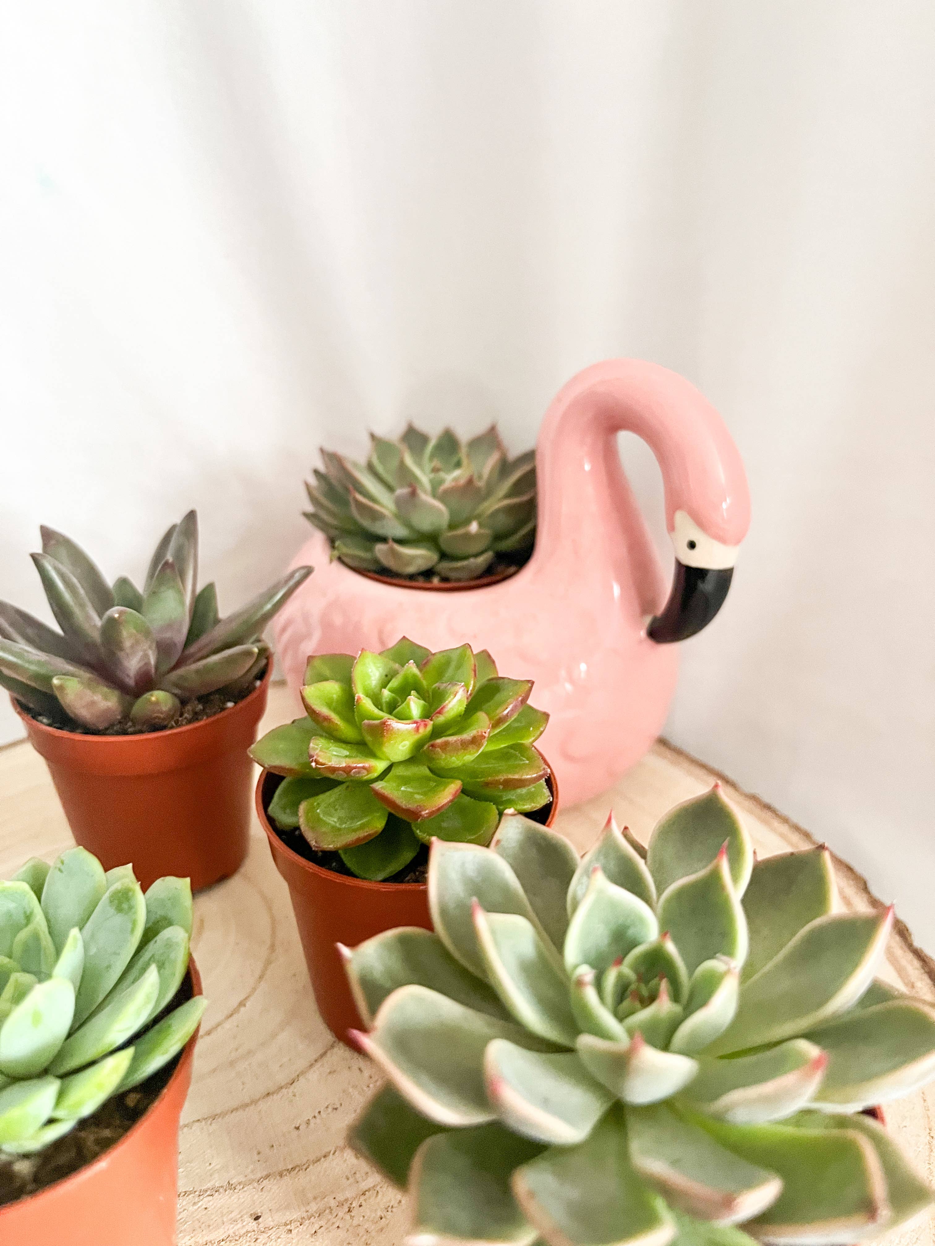 Wildestdreams.flowers – wholesale Succulent – Indoor Mixed Succulents Houseplants  6 Cm Plant pots 7