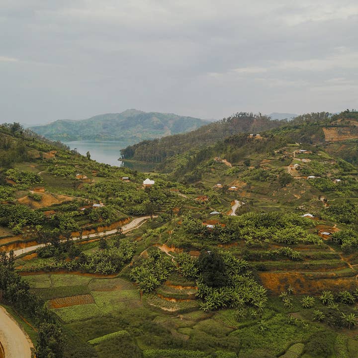 Haiku Brew Coffee - Wholesale Coffee Beans - Rwanda Anaerobic3