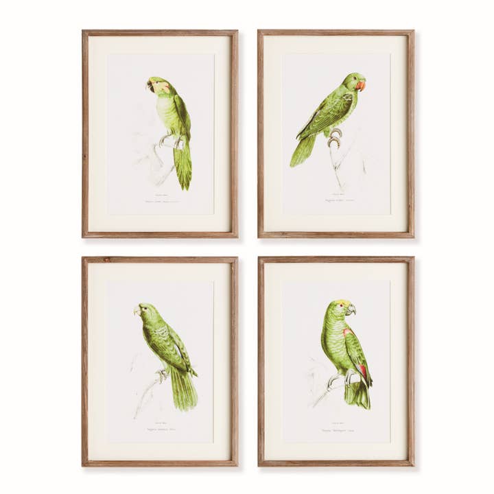 Parrot Illustrations In Green, Set of 4 for wholesale by Napa Home & Garden