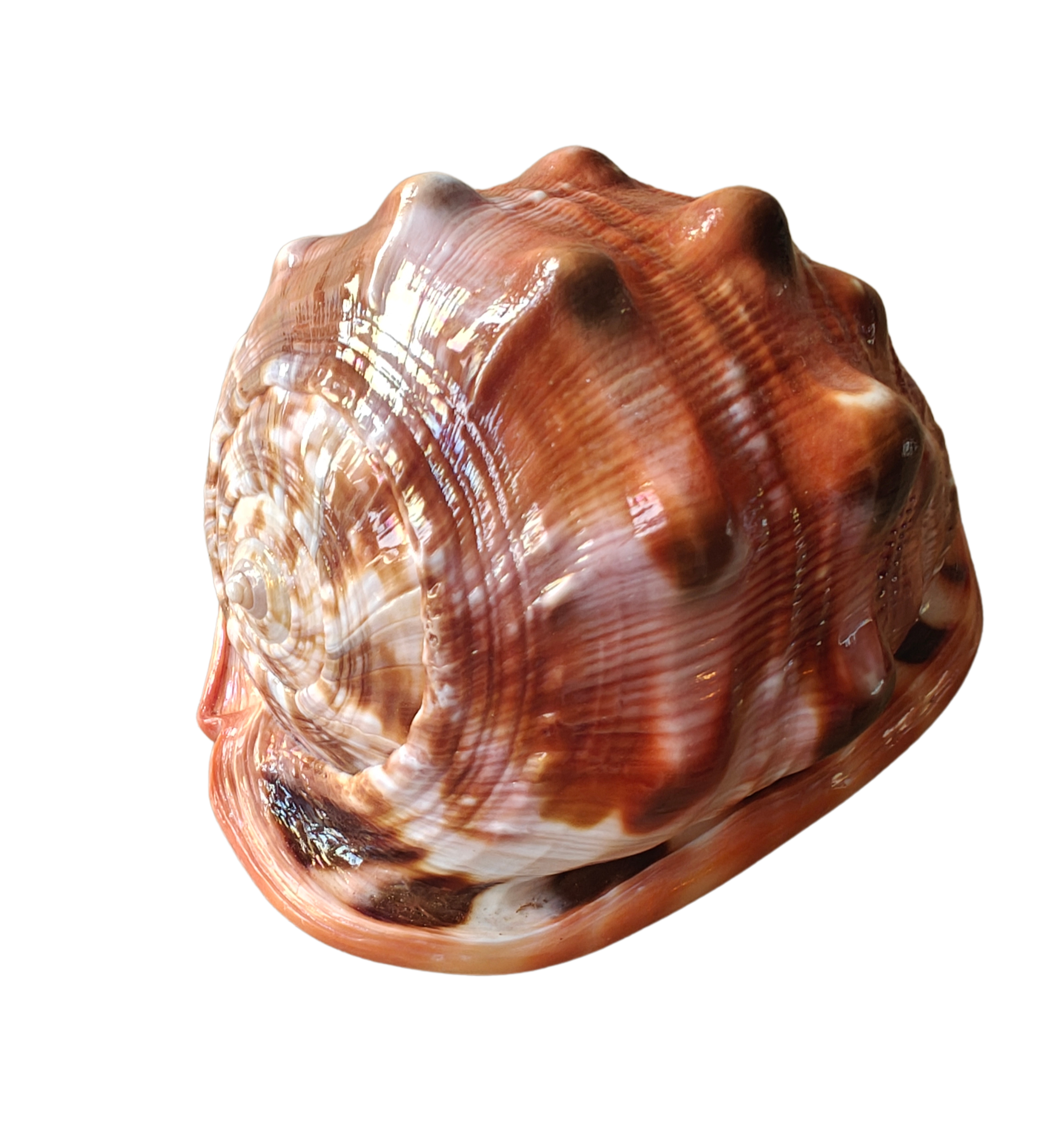 Product Import Holland – Großhandel Tischdeko – Nature Shell Serbung Merah – Küste, Strand, Ibiza Dekoration1