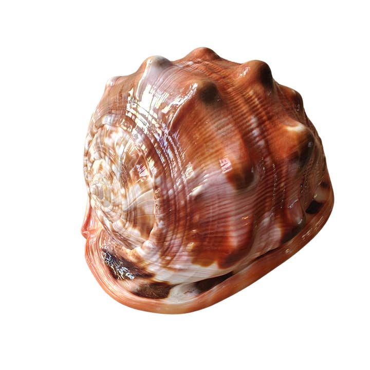 Product Import Holland – wholesale Decorative tabletop object – Nature shell Serbung Merah - coast - beach - Ibiza - deco1