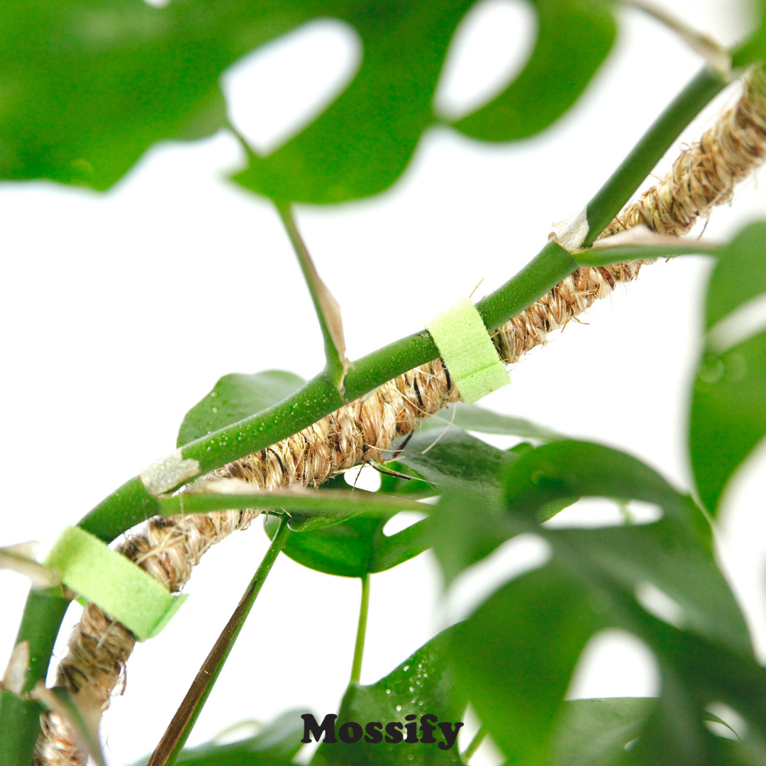 Mossify - Wholesale Trellis - Bendable Coir Pole™ – Flexible Plant Support for Tropicals3