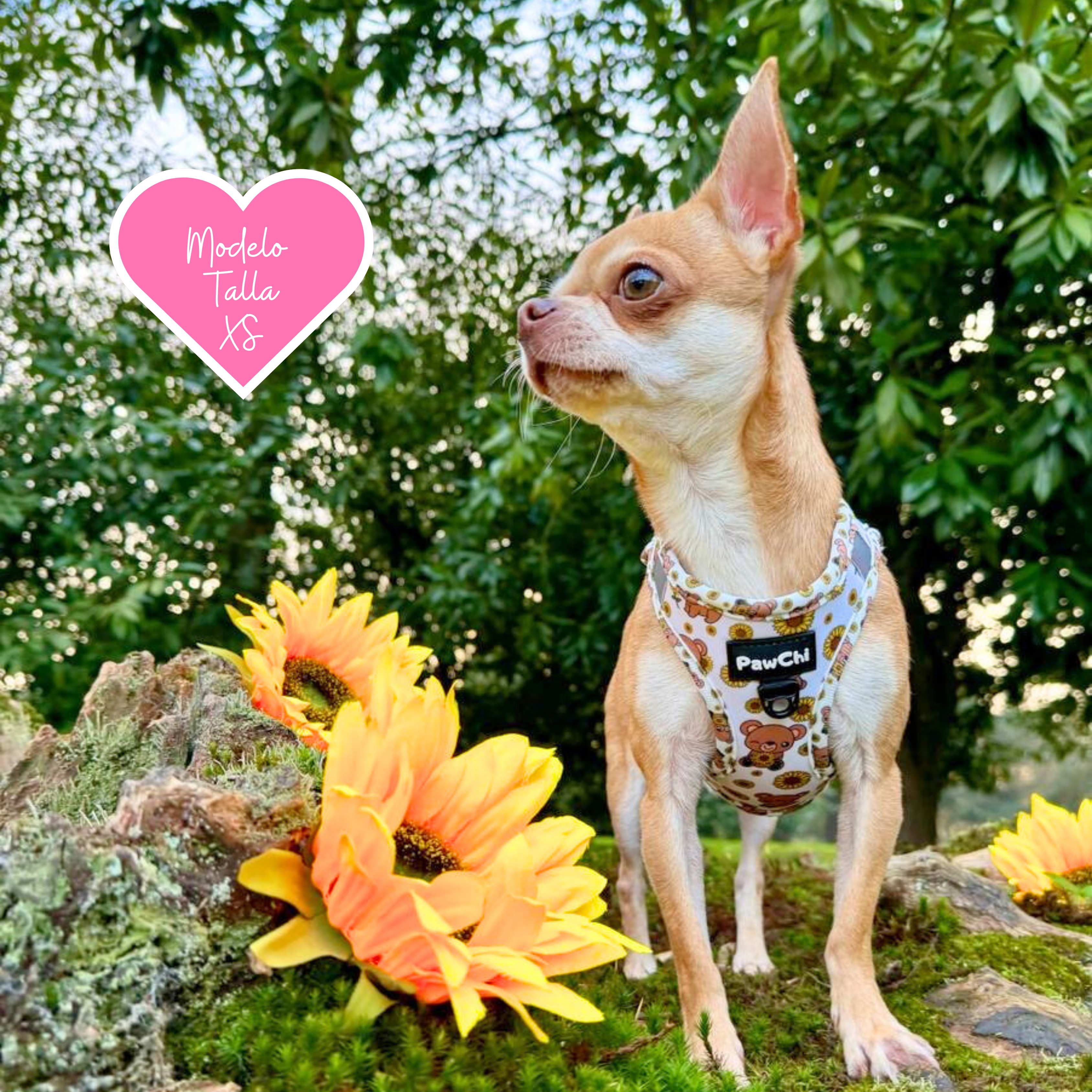 PawChi - Wholesale Pet Harness - Dog - SUNNY BEAR BODY HARNESS4