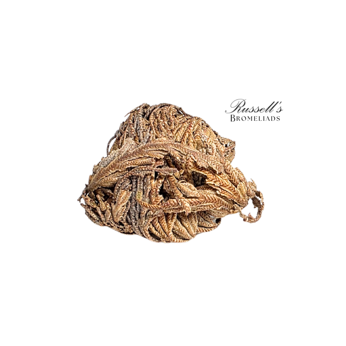 Russell's Bromeliads - Wholesale Live Plant - Resurrection Plant Set in Display Case - Half Pack3