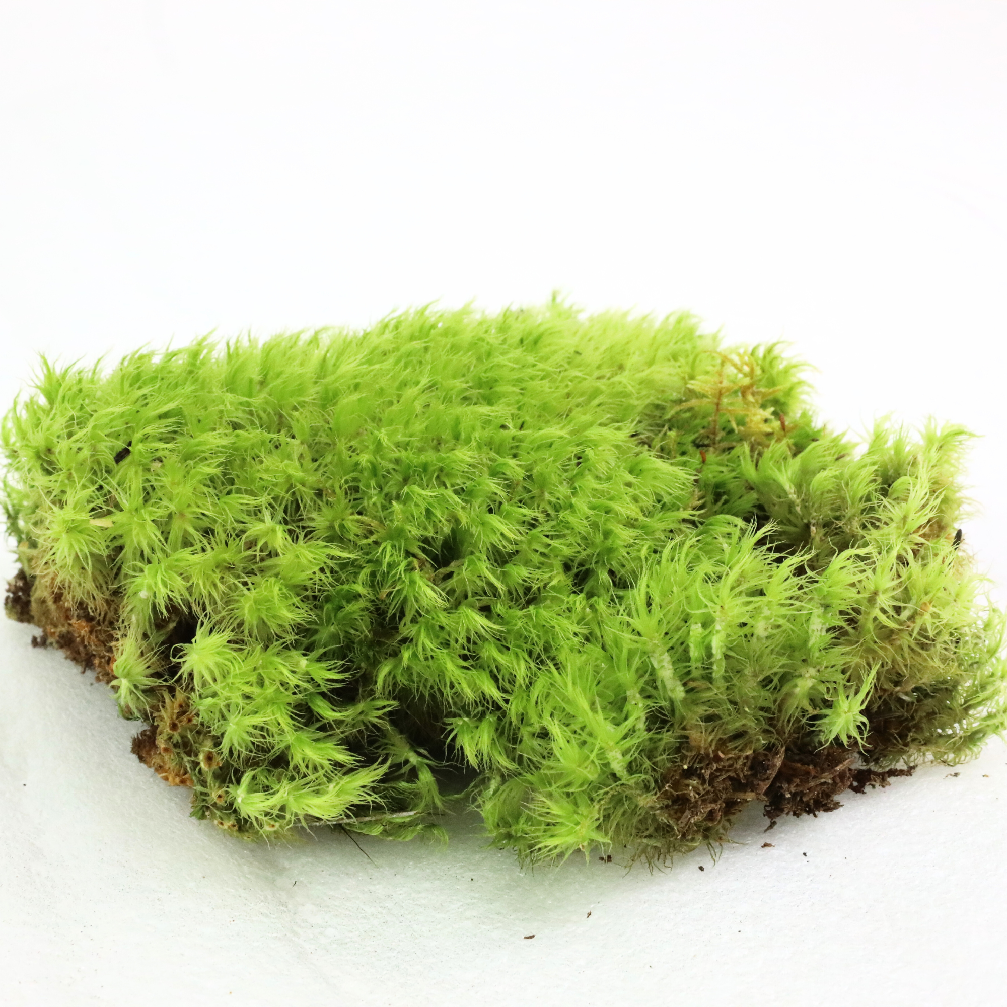 Mossify - Wholesale Live plant - Live Mood Moss – Dormant 6x6" Squares, Hand-Harvested5