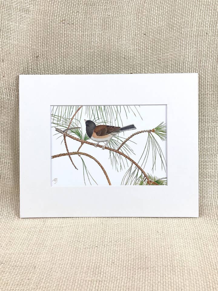 Oregon Junco Sobre Ramo do Pinho, Impressão Arquivística, Pintura de Aves por atacado de Streetlightbirds