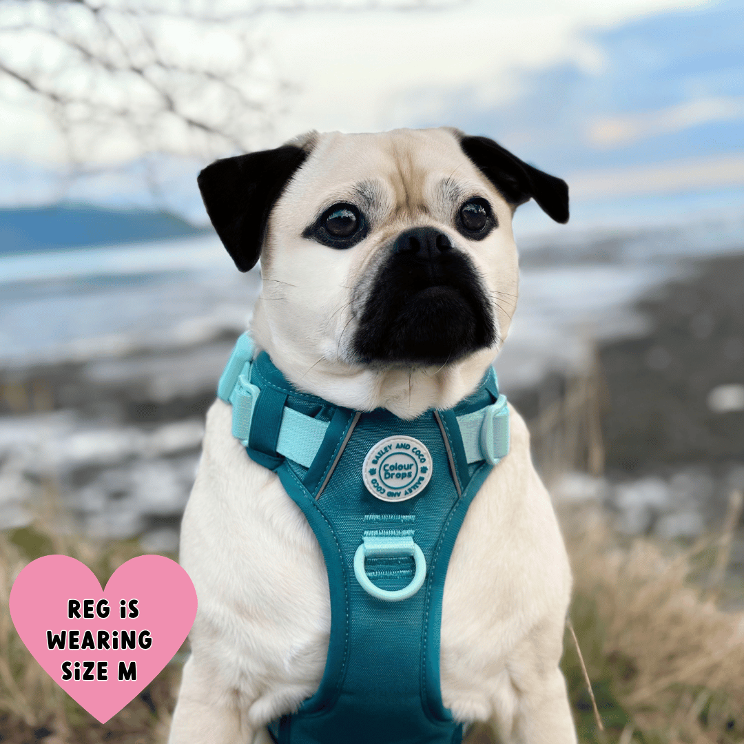 Bailey and Coco - Vente Harnais – chien - Harnais pour chien Trail & Glow - COLOUR DROPS® - Ice Teal9