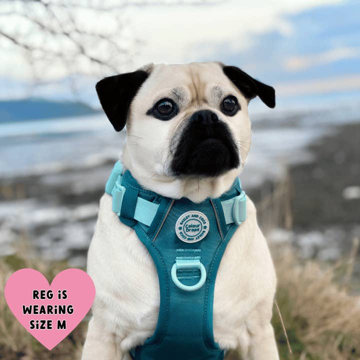 Bailey and Coco - Vente Harnais – chien - Harnais pour chien Trail & Glow - COLOUR DROPS® - Ice Teal9