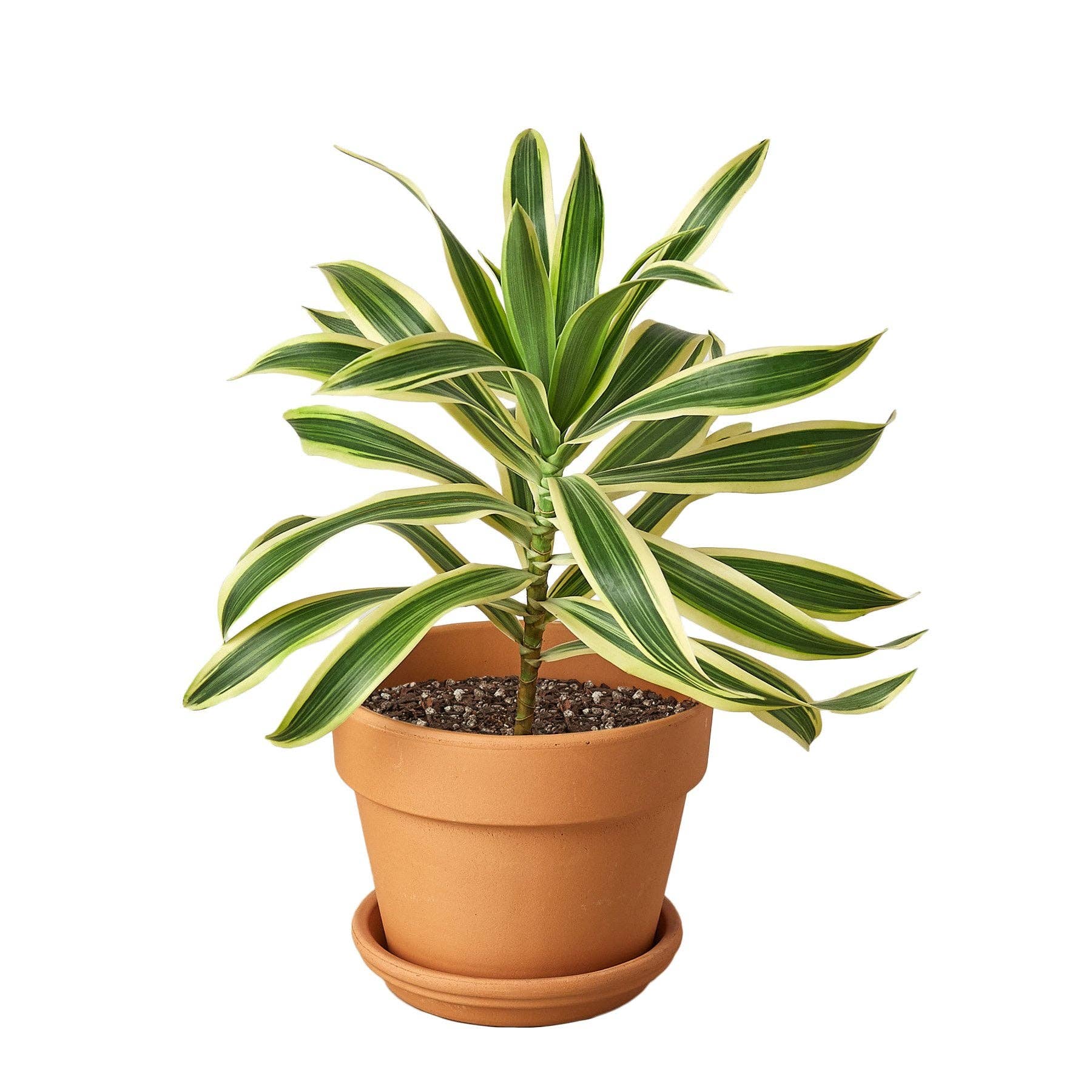 Bumble Plants - Wholesale Live Plant - Dracaena 'Song of India'5