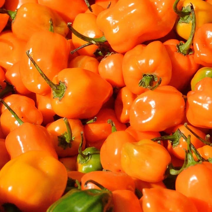 Graines de piment fort - Habanero, orange pour la vente par Sow True Seed