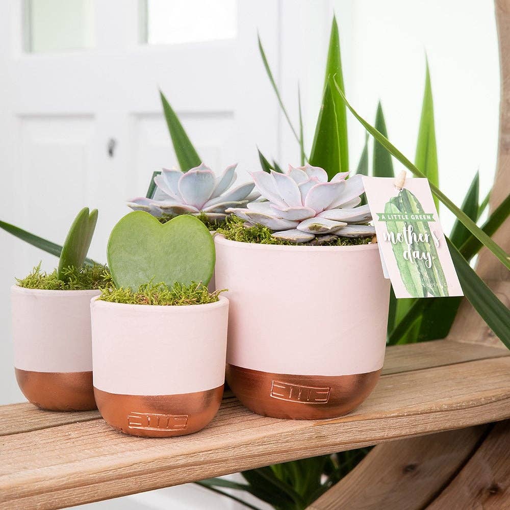 The Little Botanical – wholesale Succulent – Lilacina8