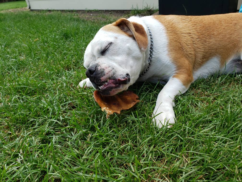 Jones Natural Chews - Wholesale Pet Treats - Dog - Pig Ears Bulk Premium2