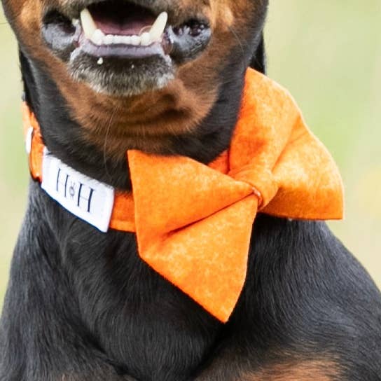 Nœud papillon orange pour animaux de compagnie pour la vente par Hetty and Huxley