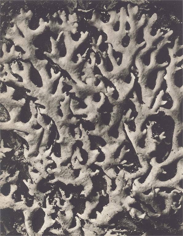 Found Image Press - Wholesale Art Print - Art Print PL-30 Parmelia Lichen0