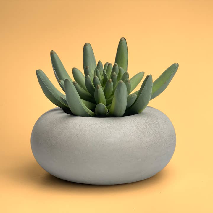 Planters Made in the USA - Wholesale Plant pot - Succulent Planter Pot, Cactus Planter, Air Plant Holder2