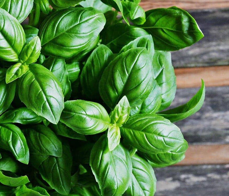 Bio Orto Società Cooperativa Agricola – wholesale Olivolja – Ekologisk aromatisk basilika - 200 ml3