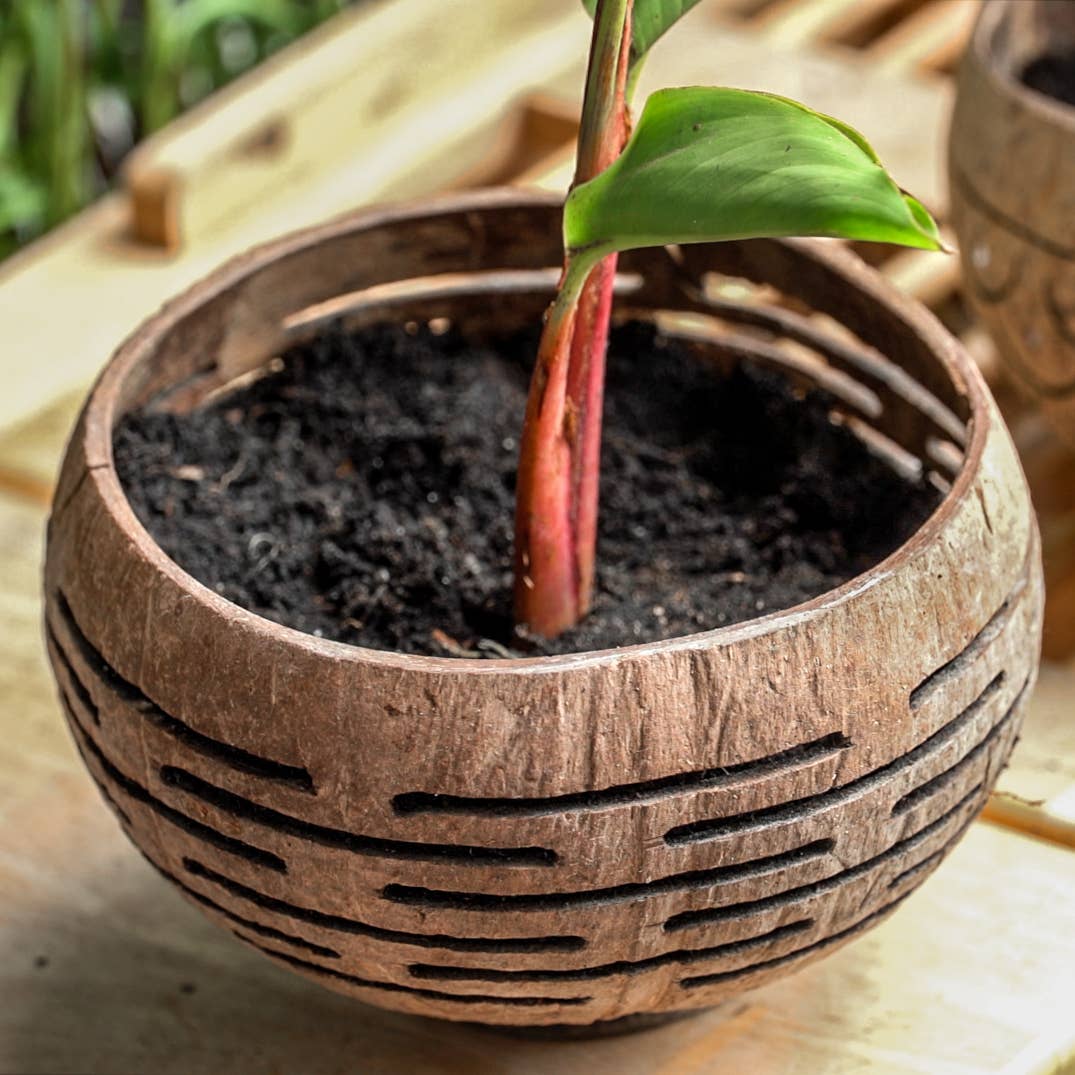 Rainforest Bowls - Wholesale Plant Pot - Horizons Coconut Planter3