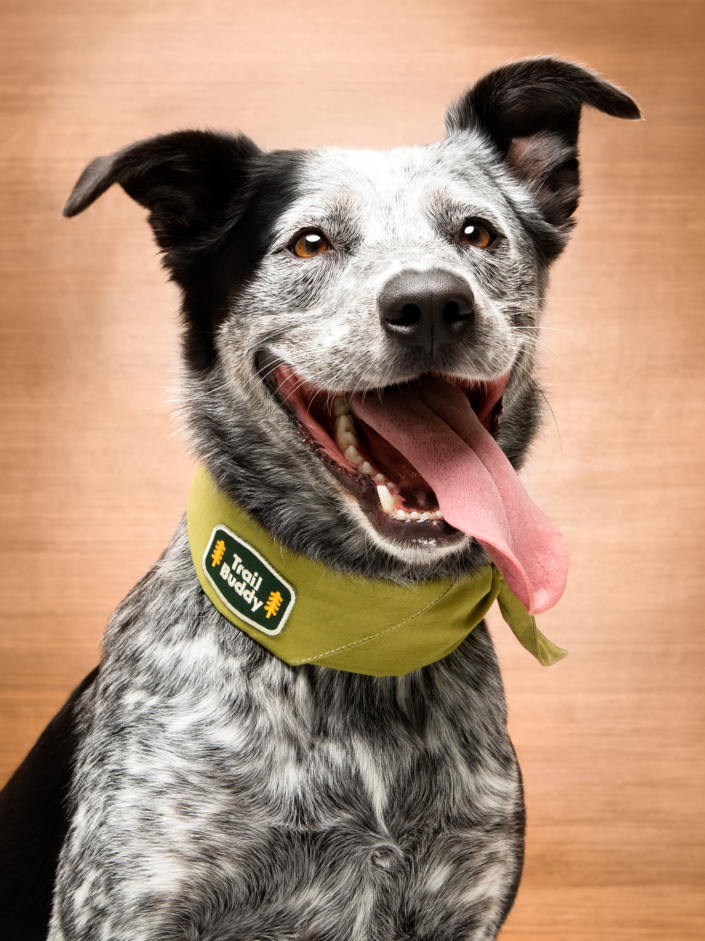 Scout's Honour Pty Ltd – wholesale Pet bandana – Dog – Trail Buddy iron-on patch for dogs and cats1