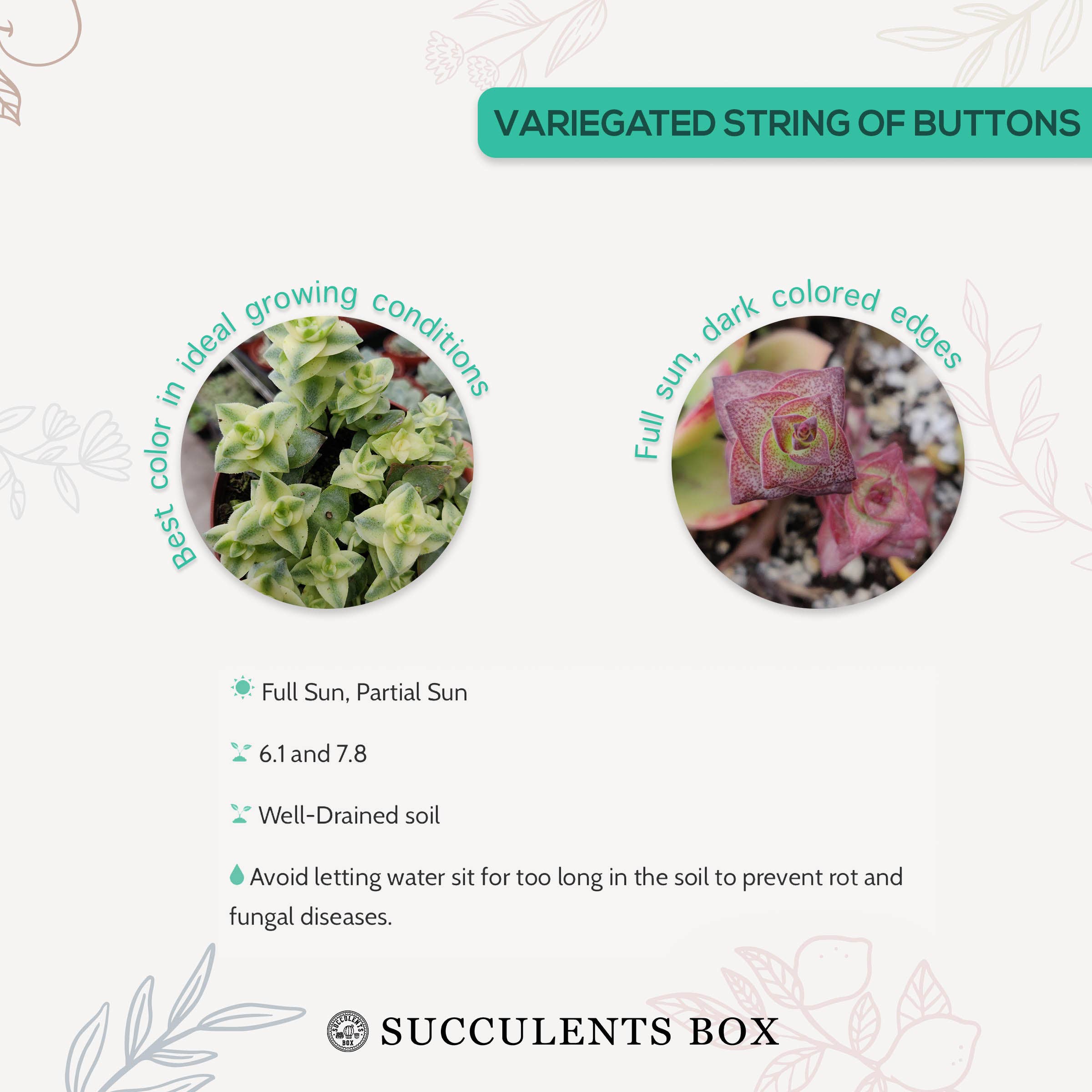 Best Plant Friend - Wholesale Succulent - Variegated String of Buttons - Live Succulent in 2in/4in Pot7