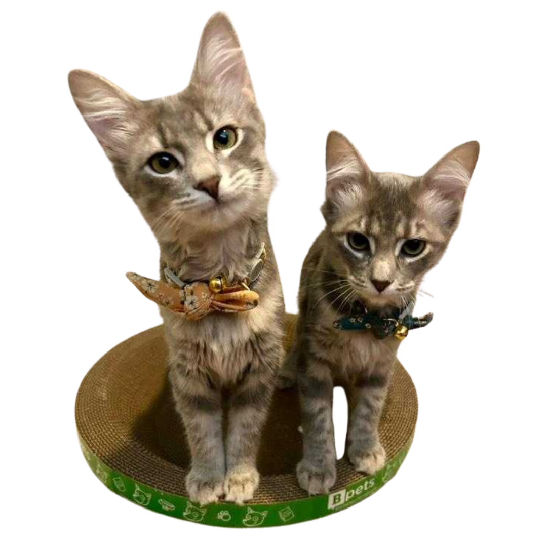 Designer Pet Products, LLC - Vendita all'ingrosso Tiragraffi - Gatti - Grazziapad per Gatti Rotondo – Confezione da 30 Pezzi Resistente11