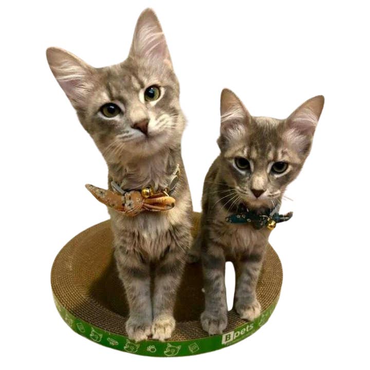 Designer Pet Products, LLC - Vendita all'ingrosso Tiragraffi - Gatti - Grazziapad per Gatti Rotondo – Confezione da 30 Pezzi Resistente11