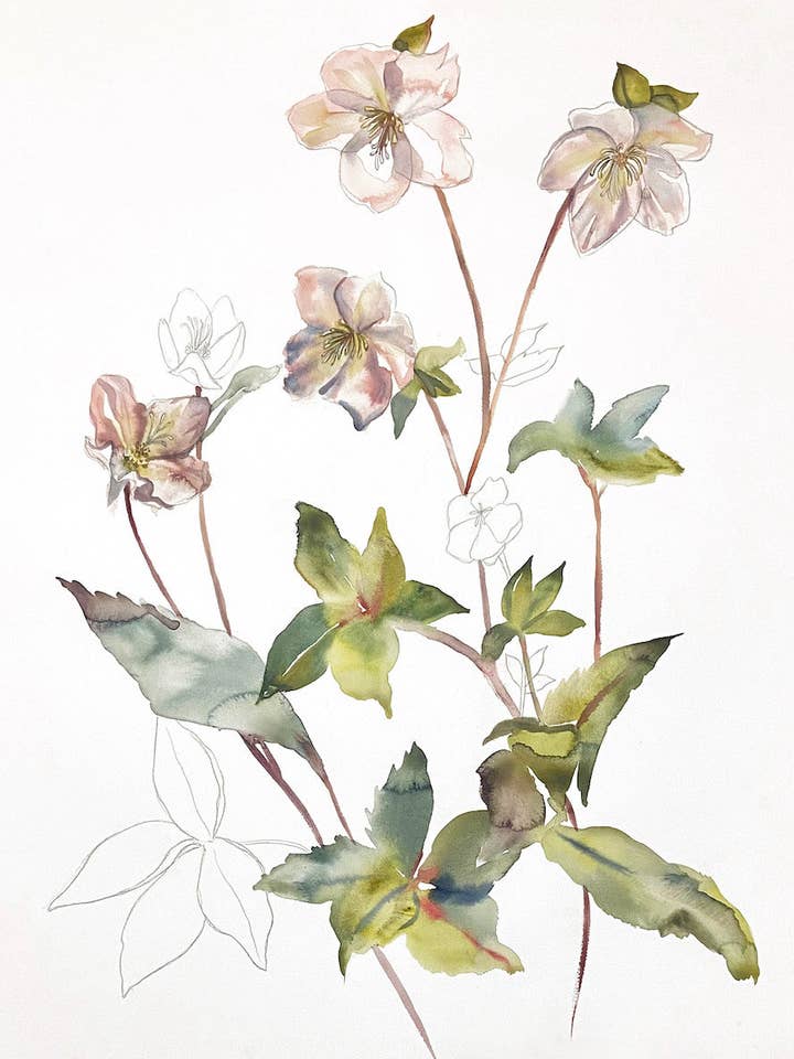 Hellebore n.º 34 para venta al por mayor de Elizabeth Becker