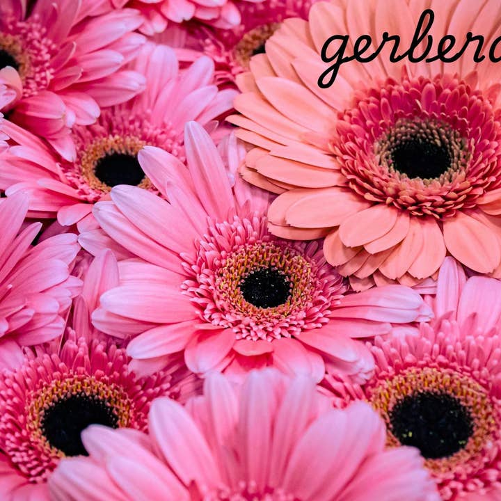 Carte postale Gerbera Daisy pour la vente par Piles of Postcards
