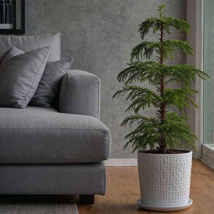 Oasis of Life - Wholesale Live plant - Norfolk Island Pine – Araucaria heterophylla – Height 70–80cm – Ø21cm – Evergreen Houseplant & Sustainable Christmas Tree Alternative – Tropical Araucaria from Australia – Easy to Care for & Long-lasting5