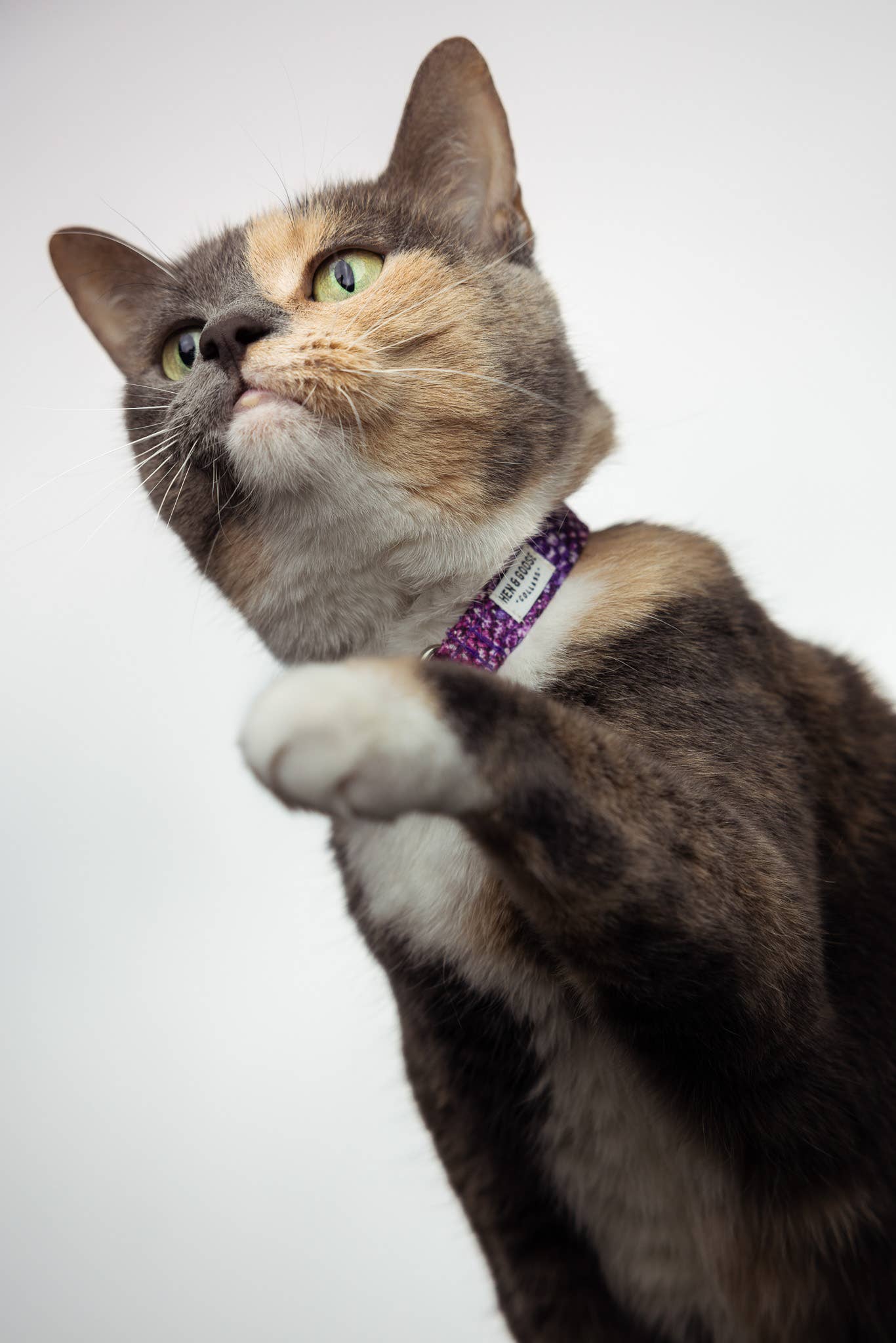 Hen and Goose Pet Supply Co. - Vente Collier – chien - Collier pour chien en tartan de la Nouvelle-Écosse7