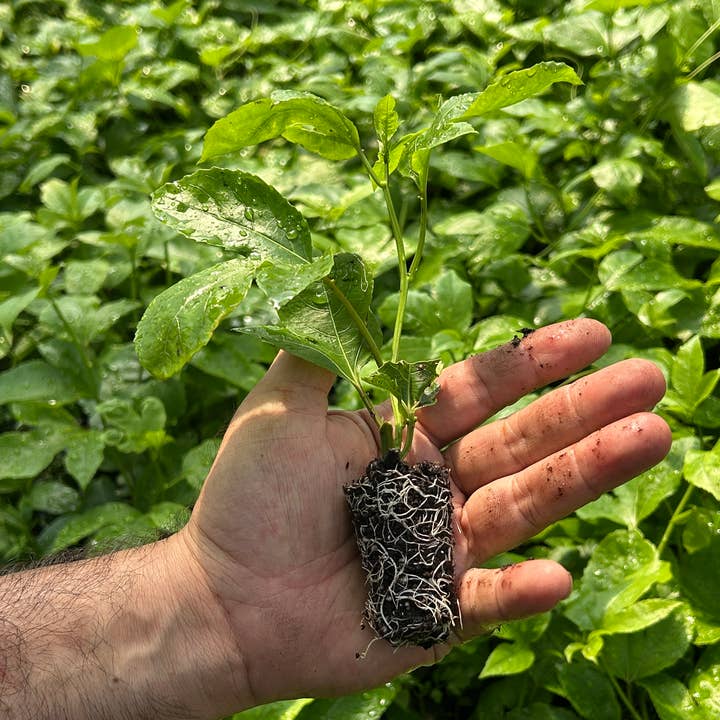 50 cell Purple Possum Passionfruit (Passiflora edulis) for wholesale by O F Nelson’s