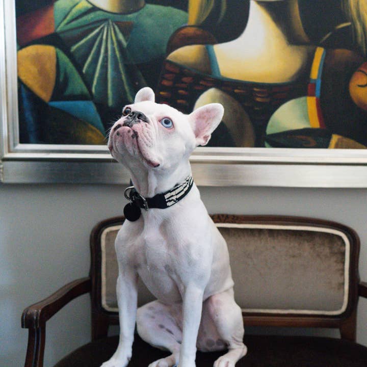 Sambboho - Wholesale Pet Collar - Dog - Zebra Sambboho Dog Collar by Gabriel Feitosa