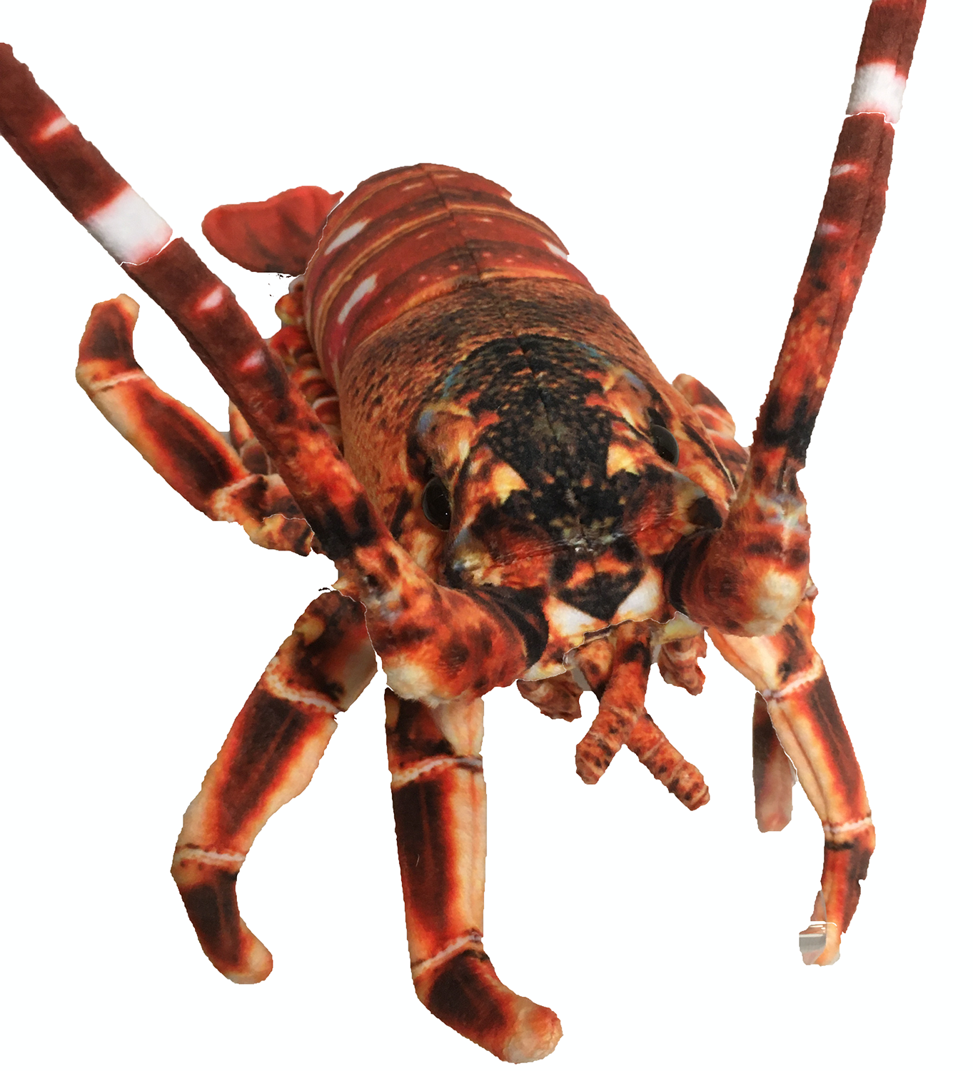 Texas Toy Distribution - Wholesale Stuffed/Plush Toy - Kids & Baby - Crawfish / Lobster 12.5" Aquatic Plush Animal2