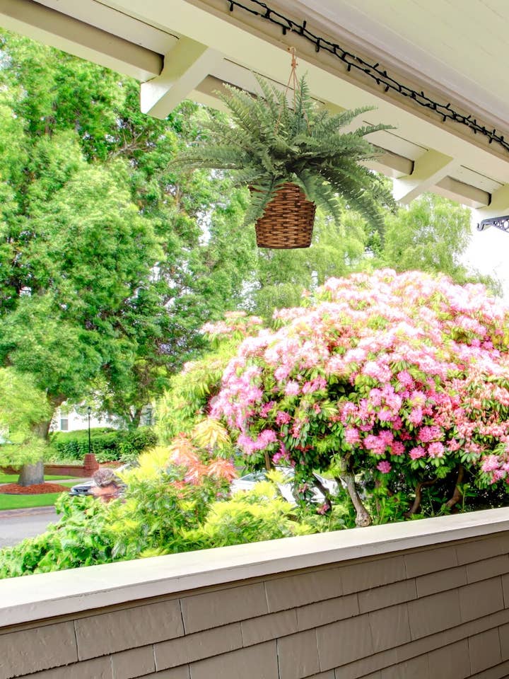 Bostonvarenplant met 35 realistische zijden bladeren, 86 cm breed voor wholesale door Larksilk