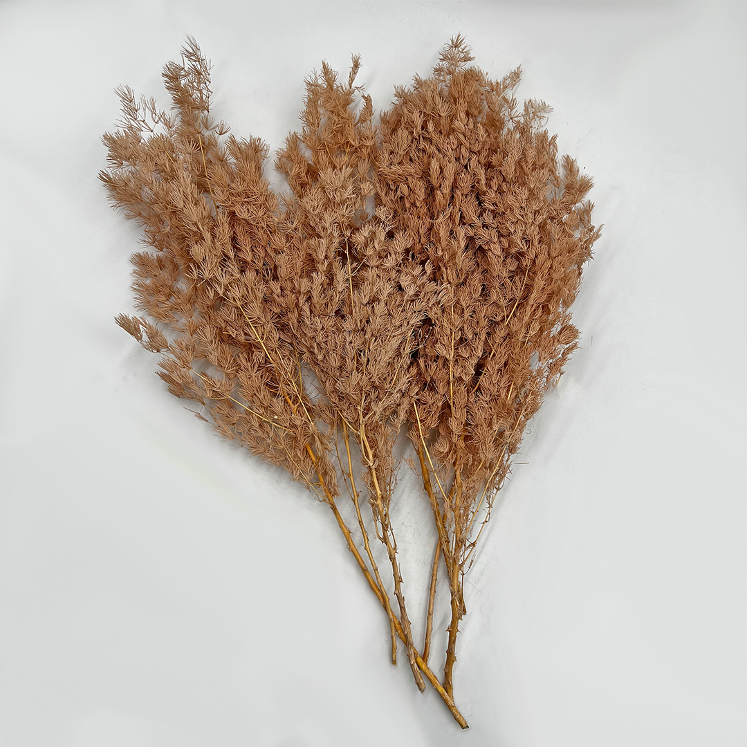 2626 Designs - Venta al por mayor Flores secas/prensadas - Helecho Espárrago Preservado, de 30 a 50 cm de largo10