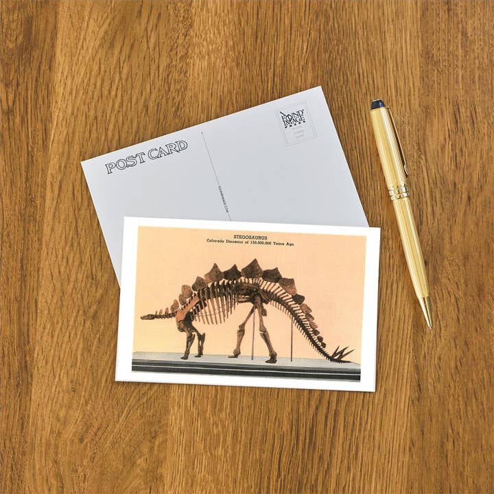 Found Image Press – wholesale Vykort – Vykort CO-353 Stegosaurus-skelett