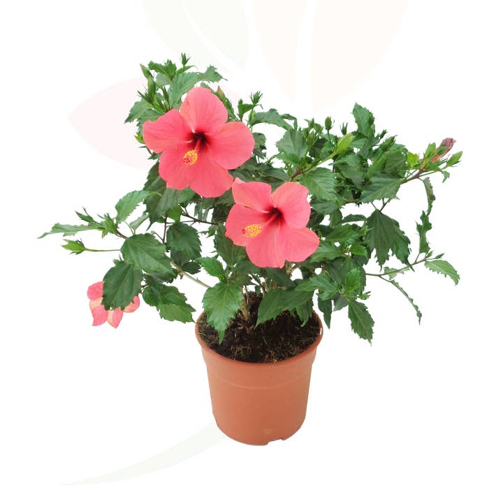 Hibiscus Rosa Sinensis Rood voor wholesale door VIVERCID