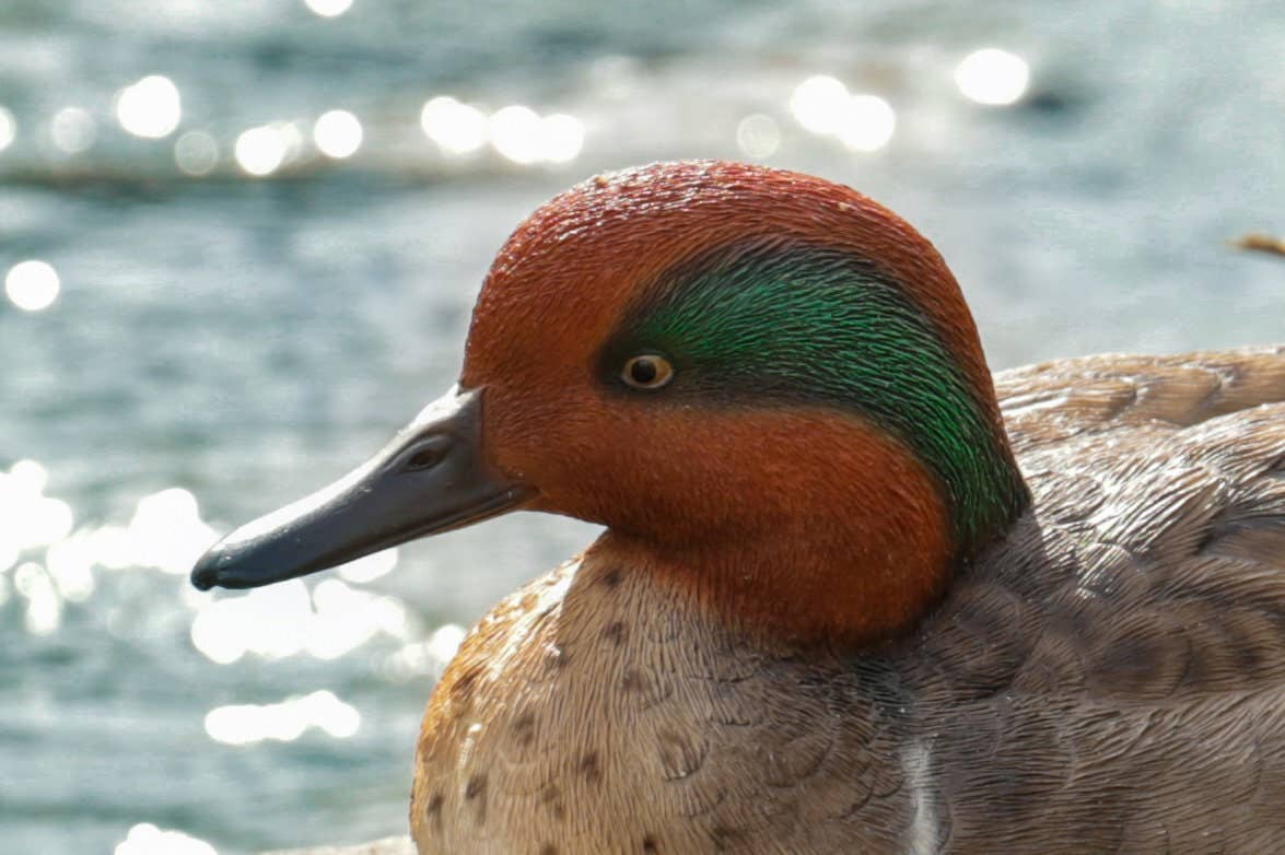 Hi-Line Gift Ltd. - Wholesale Decorative Figurine - Large Green Wing Mallard Decorative Figurine2