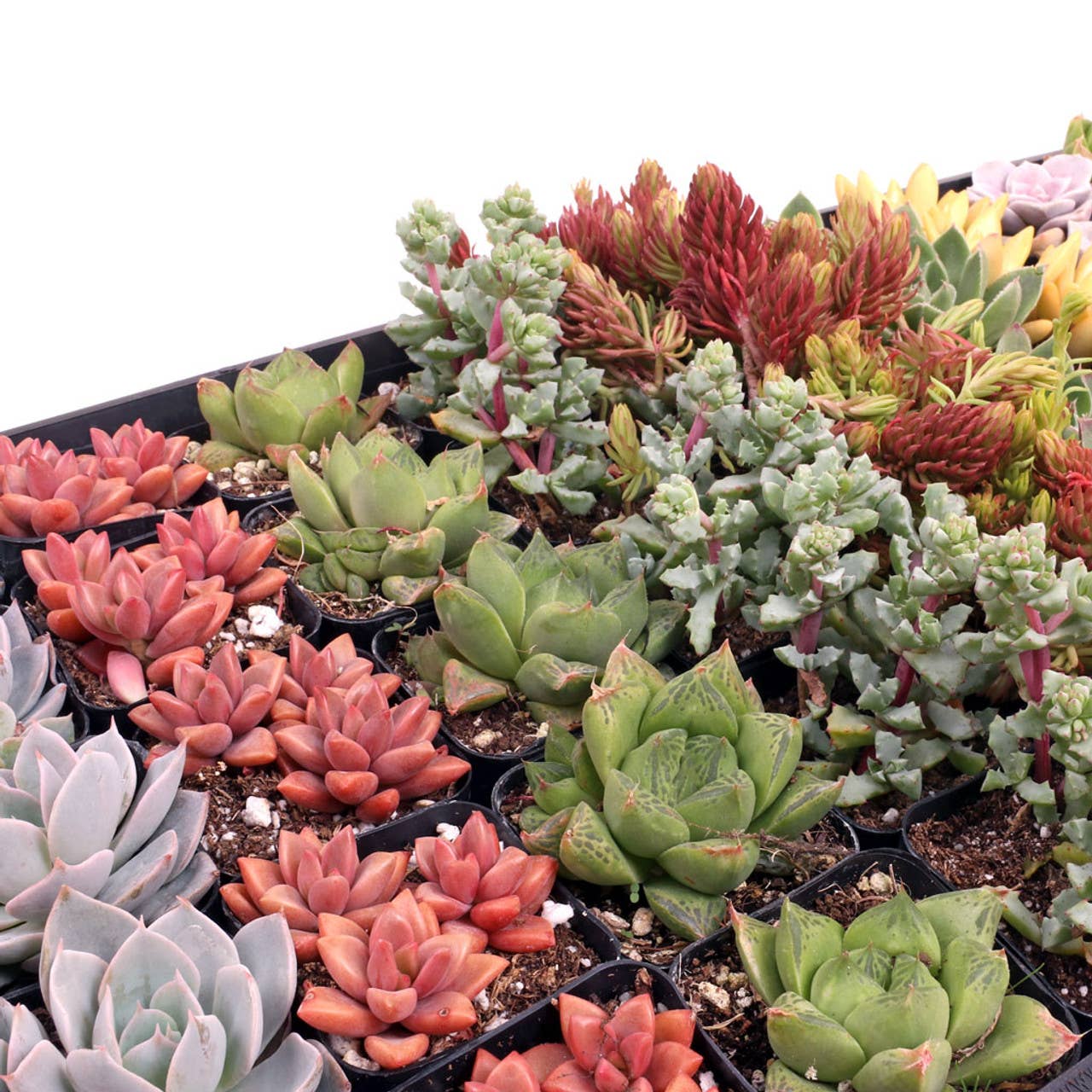 Mountain Crest Gardens - Wholesale Succulent - Best Value Succulents Bulk 100-Pack (20 Varieties, 2" Pots)1