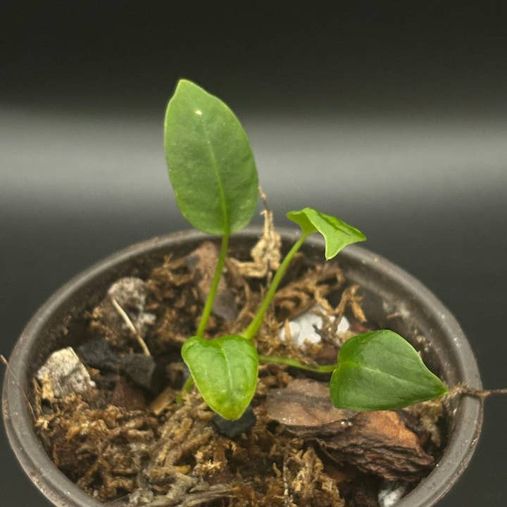 Curio Plants - Wholesale Live Plant - Anthurium Waroqueanum