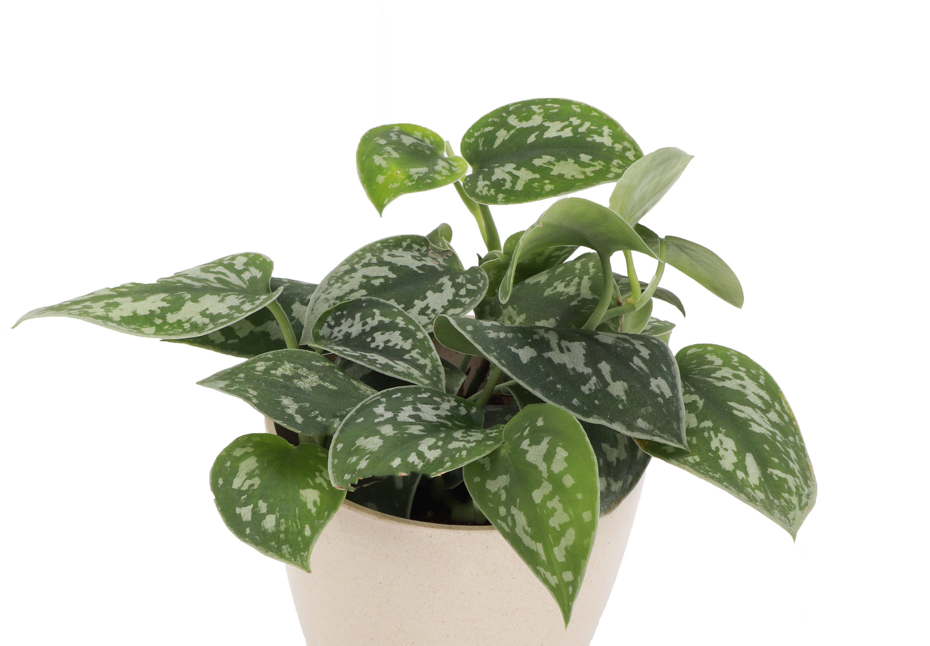 Thorsen's Greenhouse - Vente Plante - Satin Pothos, Scindapsus Pictus - Plante vivante3