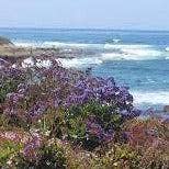 Rockport Candle Company - Wholesale Jar/Filled Candle - 41 Sea Lavender Candle1