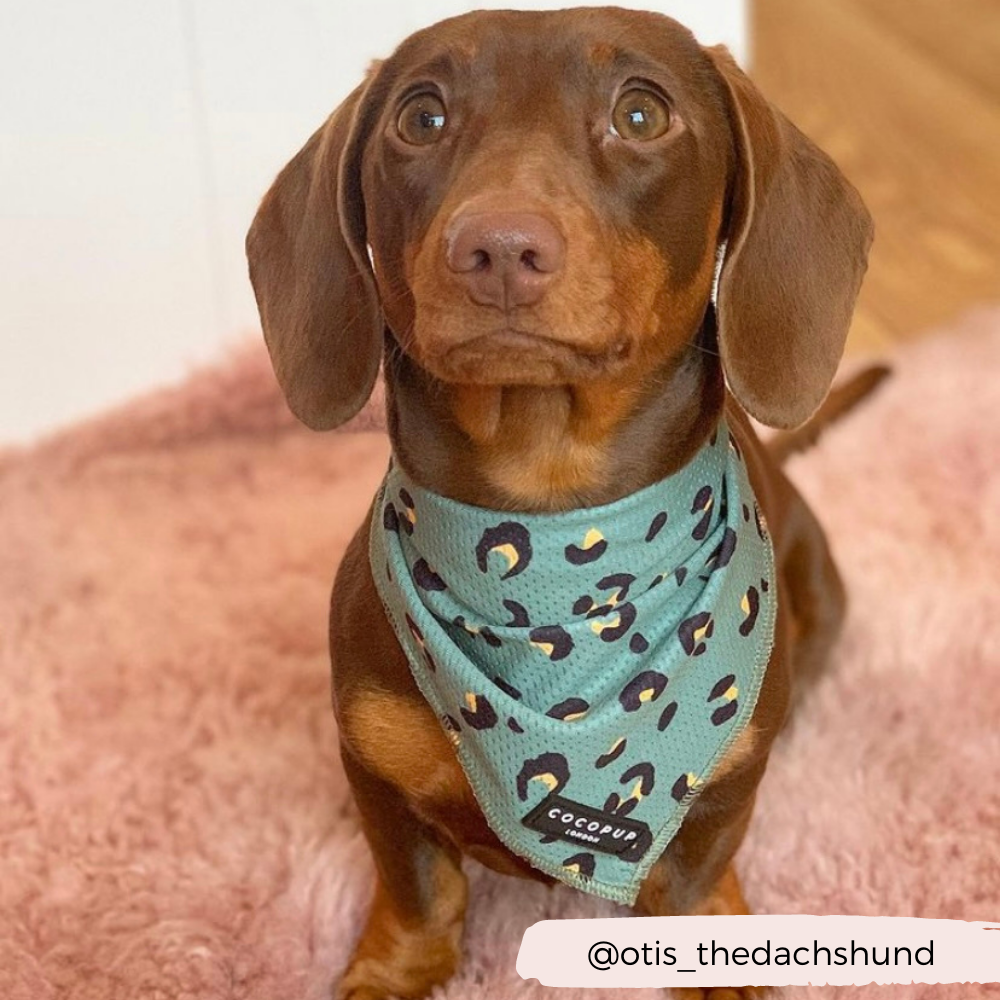 Cocopup London - Wholesale Hondenbandana - Hond - Kaki luipaard bandana7