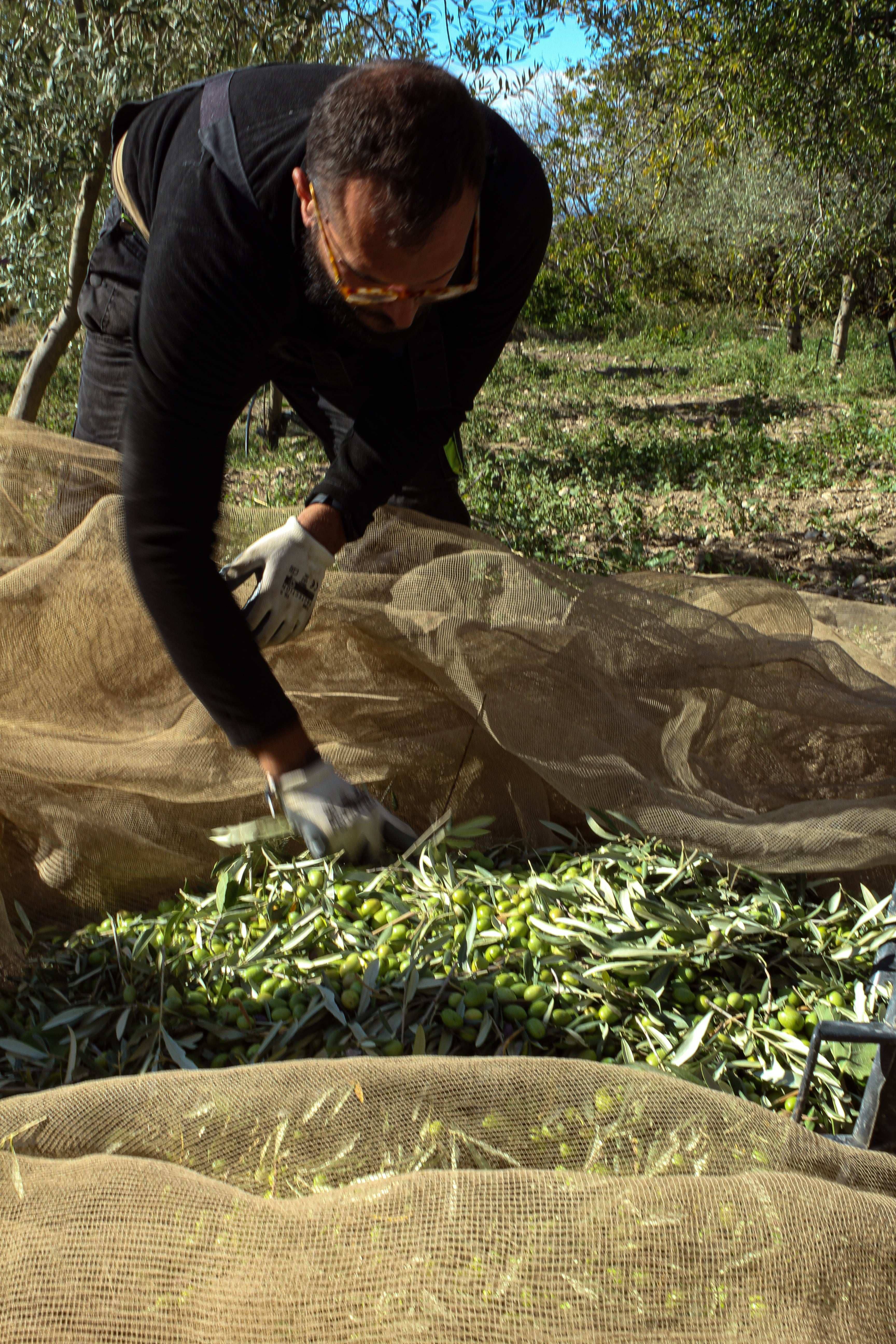 Boniviri BCorp – Großhandel Olivenöl – 5 L Dose Bio Natives Olivenöl extra, 100 % italienisch1