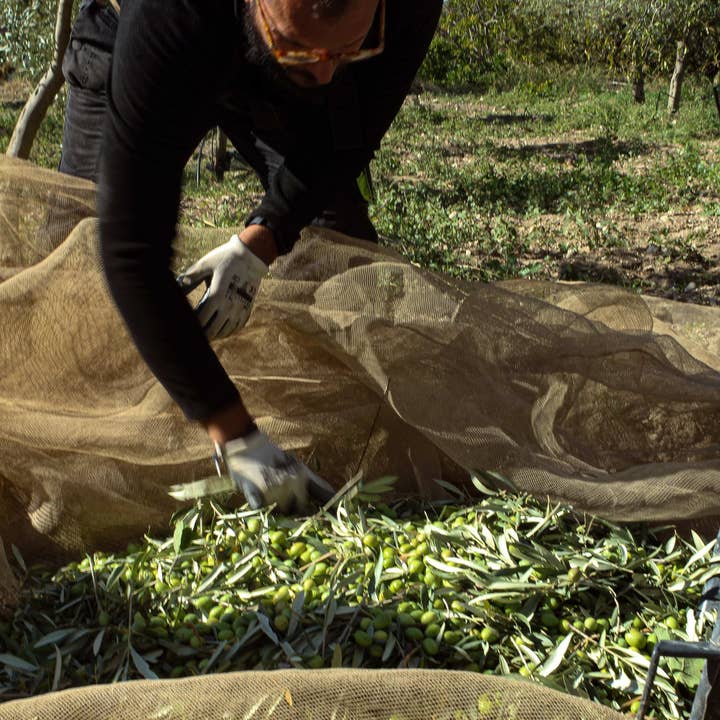 Boniviri BCorp - Wholesale Olive Oil - 5 L Can Organic Extra Virgin Olive Oil 100% Italian1