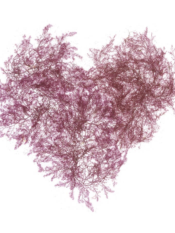 Purple Heart Seaweed Art Cartes de voeux 5x7 Design #53 pour la vente par Seaweed Artist