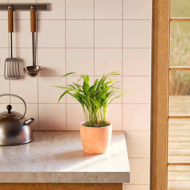 Lively Root - Wholesale Live Plant - Areca Palm Indoor Tree29