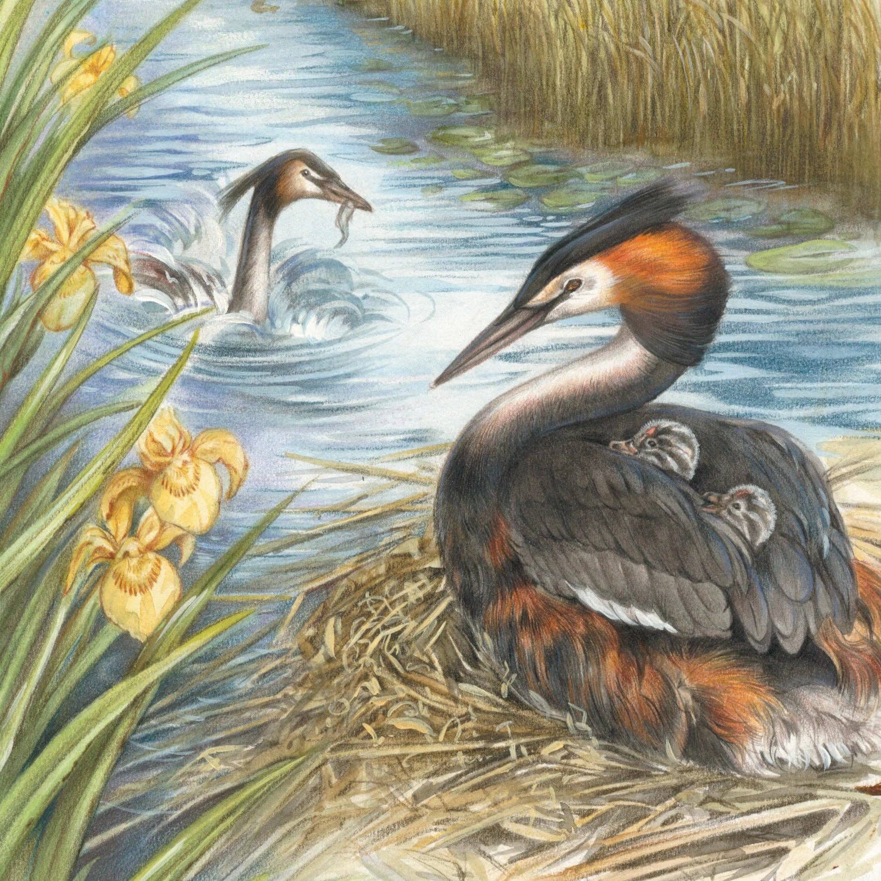Animal Prints - Wholesale Everyday Greeting Card - Square card - Grebe, with cubs between the wings.0