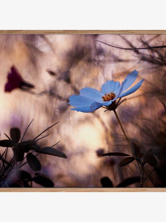 Die Gleichgültigkeit für den Großhandel von Pictufy Wholesale