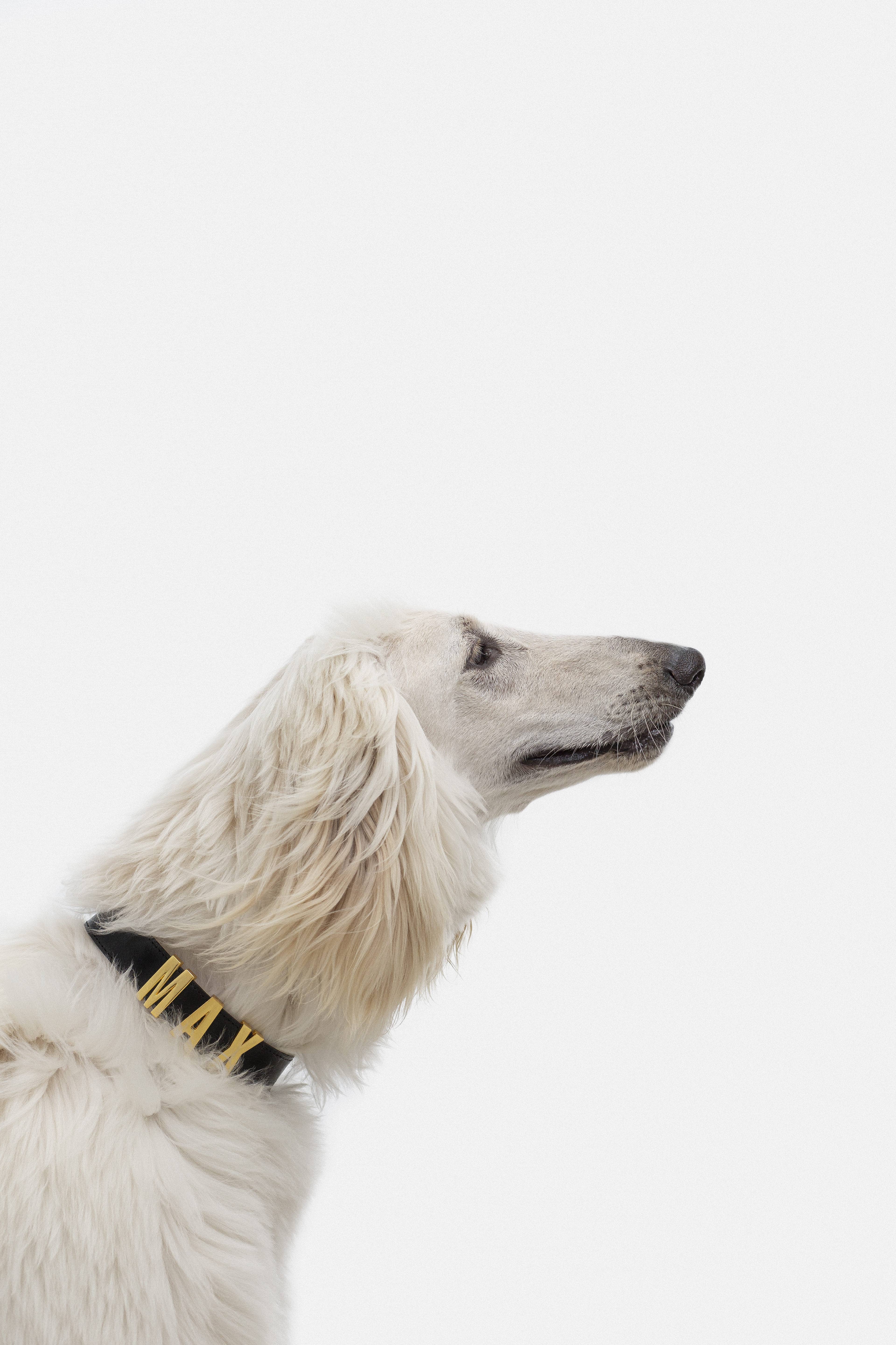 ARISTOPET - Wholesale Pet Collar - Dog - ANSELMO COLLAR12