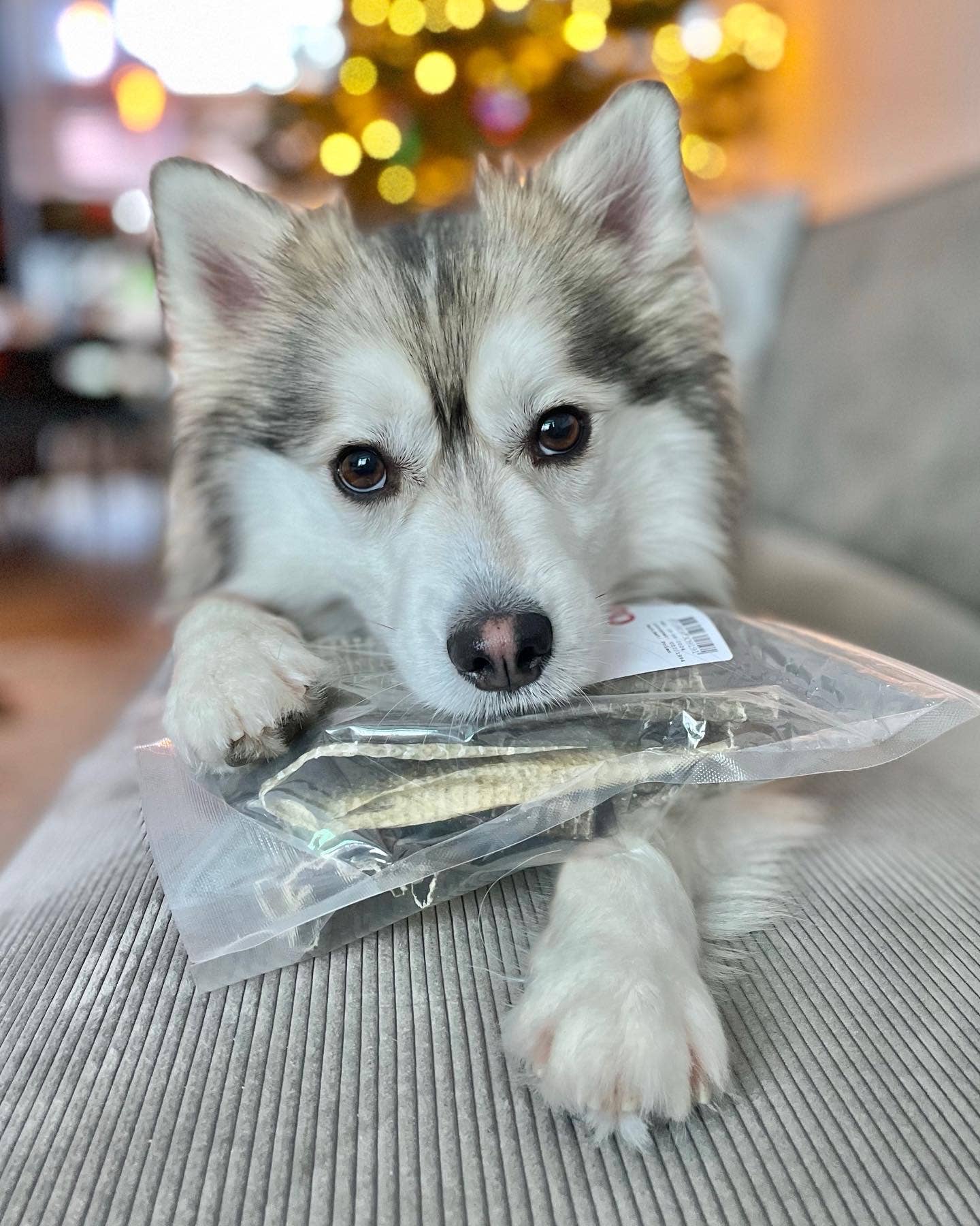 Kivo Petfood – wholesale Pet treats – Dog – Dog Snack - Sawed Cod - 100g3